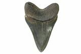 Serrated, Colorful, Fossil Megalodon Tooth - Georgia #338762-1